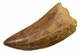Serrated, Carcharodontosaurus Tooth - Real Dinosaur Tooth #351606-1